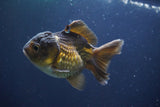 Short Body Thai Oranda  Bronze 3.5 Inch (ID#1008To14b-67) Free2Day SHIPPING