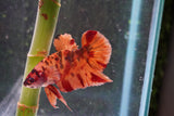 Nemo   Koi Plakat Male Betta (ID#801-M119) Free2Day SHIPPING