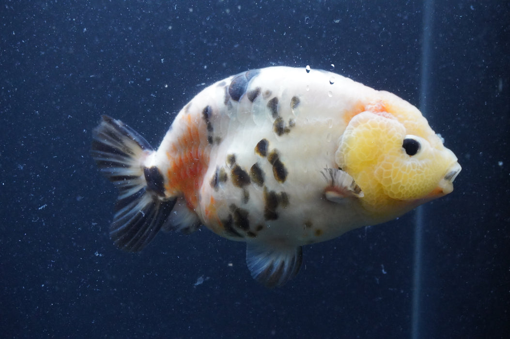 Milk Cow Ranchu  Calico 5.5 Inch (ID#401R10c-102) Free2Day SHIPPING