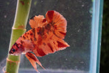 Nemo   Koi Plakat Male Betta (ID#801-M119) Free2Day SHIPPING