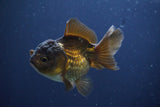 Short Body Thai Oranda  Bronze 3.5 Inch (ID#1008To14b-67) Free2Day SHIPPING