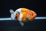 Ranchu  Calico 3.5 Inch (ID#1112R5c-104) Free2Day SHIPPING