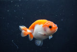 Baby Ranchu  Sakura 3 Inch (ID#1231R9c-33) Free2Day SHIPPING