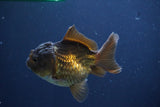 Short Body Thai Oranda  Bronze 3.5 Inch (ID#1008To14b-67) Free2Day SHIPPING