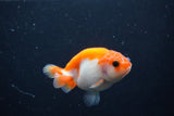 Baby Ranchu  Sakura 3 Inch (ID#1231R9c-33) Free2Day SHIPPING