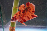 Nemo   Koi Plakat Male Betta (ID#801-M119) Free2Day SHIPPING