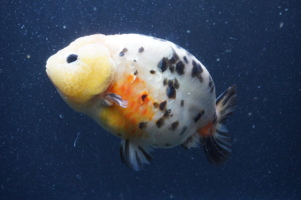 Milk Cow Ranchu  Calico 5.5 Inch (ID#401R10c-102) Free2Day SHIPPING