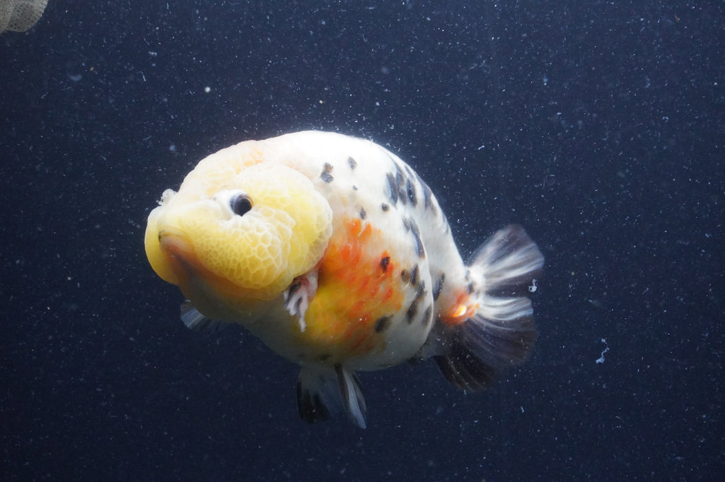 Milk Cow Ranchu  Calico 5.5 Inch (ID#401R10c-102) Free2Day SHIPPING