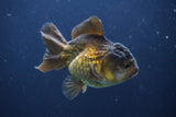 Short Body Thai Oranda  Bronze 3.5 Inch (ID#1008To14b-67) Free2Day SHIPPING