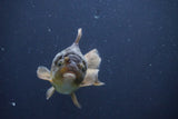 Short Body Thai Oranda  Bronze 3.5 Inch (ID#1008To14b-67) Free2Day SHIPPING