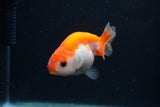 Baby Ranchu  Sakura 3 Inch (ID#1231R9c-33) Free2Day SHIPPING