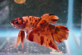 Nemo   Koi Plakat Male Betta (ID#801-M119) Free2Day SHIPPING