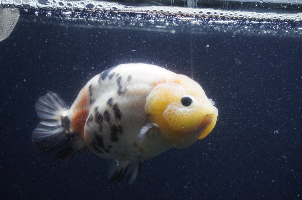 Milk Cow Ranchu  Calico 5.5 Inch (ID#401R10c-102) Free2Day SHIPPING