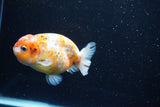 Ranchu  Calico 4 Inch (ID#1112R5c-105) Free2Day SHIPPING