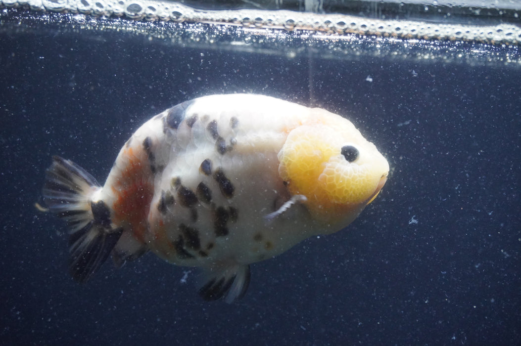 Milk Cow Ranchu  Calico 5.5 Inch (ID#401R10c-102) Free2Day SHIPPING
