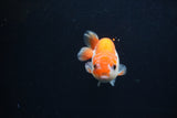 Baby Ranchu  Sakura 3 Inch (ID#1231R9c-33) Free2Day SHIPPING