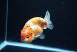 Ranchu  Calico 4 Inch (ID#1112R5c-105) Free2Day SHIPPING