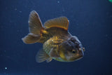 Short Body Thai Oranda  Bronze 3.5 Inch (ID#1008To14b-67) Free2Day SHIPPING