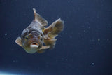 Short Body Thai Oranda  Bronze 3.5 Inch (ID#1008To14b-67) Free2Day SHIPPING