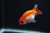 Baby Ranchu  Sakura 3 Inch (ID#1231R9c-33) Free2Day SHIPPING