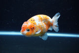 Ranchu  Calico 4 Inch (ID#1112R5c-105) Free2Day SHIPPING