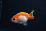 Baby Ranchu  Sakura 3 Inch (ID#1231R9c-33) Free2Day SHIPPING