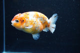 Ranchu  Calico 4 Inch (ID#1112R5c-105) Free2Day SHIPPING