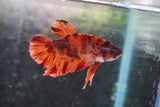 Nemo   Koi Plakat Male Betta (ID#801-M119) Free2Day SHIPPING