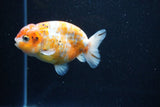 Ranchu  Calico 4 Inch (ID#1112R5c-105) Free2Day SHIPPING