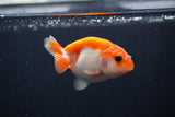 Baby Ranchu  Sakura 3 Inch (ID#1231R9c-33) Free2Day SHIPPING