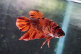 Nemo   Koi Plakat Male Betta (ID#801-M119) Free2Day SHIPPING