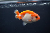 Baby Ranchu  Sakura 3 Inch (ID#1231R9c-33) Free2Day SHIPPING