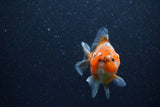 Yuan Bao Oranda  Calico 4 Inch (ID#1206To10b-79) Free2Day SHIPPING