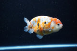 Ranchu  Calico 4 Inch (ID#1112R5c-105) Free2Day SHIPPING