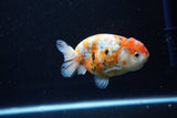 Ranchu  Calico 4 Inch (ID#1112R5c-105) Free2Day SHIPPING