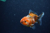 Yuan Bao Oranda  Calico 4 Inch (ID#1206To10b-79) Free2Day SHIPPING