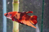 Nemo   Koi Plakat Male Betta (ID#801-M120) Free2Day SHIPPING