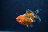 Yuan Bao Oranda  Calico 4 Inch (ID#1206To10b-79) Free2Day SHIPPING