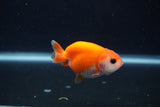 Baby Ranchu  Sakura 2.5 Inch (ID#1231R9c-34) Free2Day SHIPPING