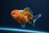 Yuan Bao Oranda  Calico 4 Inch (ID#1206To10b-79) Free2Day SHIPPING