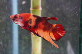 Nemo   Koi Plakat Male Betta (ID#801-M120) Free2Day SHIPPING