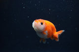 Baby Ranchu  Sakura 2.5 Inch (ID#1231R9c-34) Free2Day SHIPPING