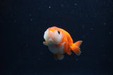 Baby Ranchu  Sakura 2.5 Inch (ID#1231R9c-34) Free2Day SHIPPING