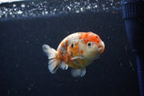 Ranchu  Calico 4 Inch (ID#1112R5c-105) Free2Day SHIPPING