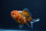 Yuan Bao Oranda  Calico 4 Inch (ID#1206To10b-79) Free2Day SHIPPING