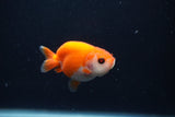 Baby Ranchu  Sakura 2.5 Inch (ID#1231R9c-34) Free2Day SHIPPING