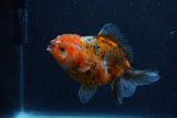 Yuan Bao Oranda  Calico 4 Inch (ID#1206To10b-79) Free2Day SHIPPING