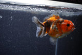 Yuan Bao Oranda  Calico 4 Inch (ID#1206To10b-79) Free2Day SHIPPING