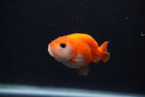 Baby Ranchu  Sakura 2.5 Inch (ID#1231R9c-34) Free2Day SHIPPING