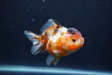 Yuan Bao Oranda  Calico 4 Inch (ID#1231Yb10b-60) Free2Day SHIPPING